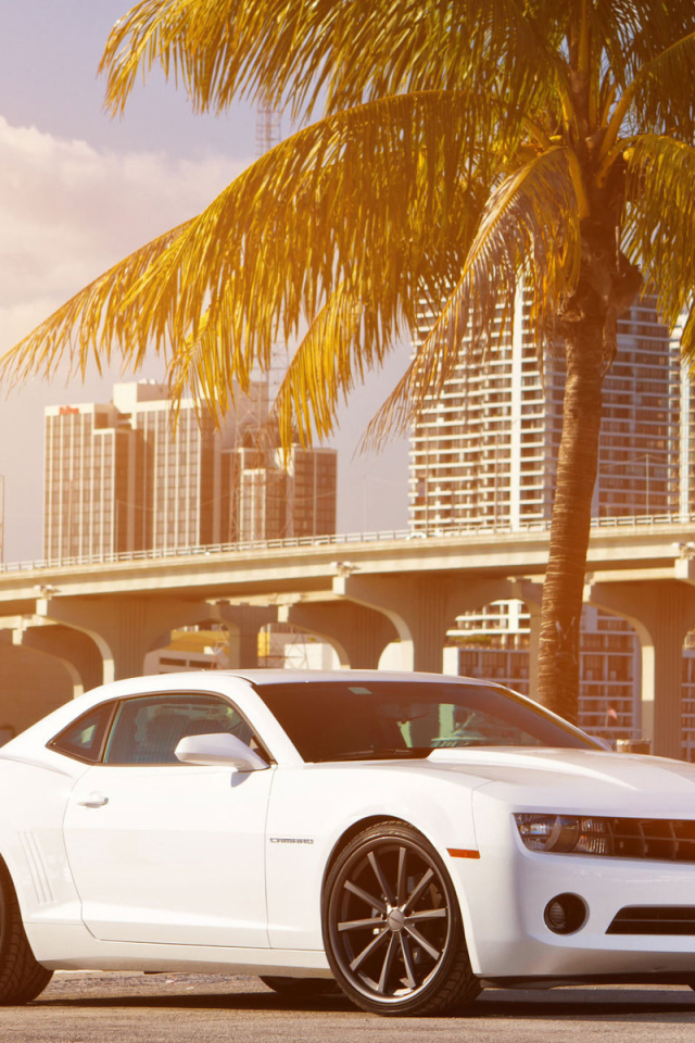 Chevrolet Camaro под пальмой