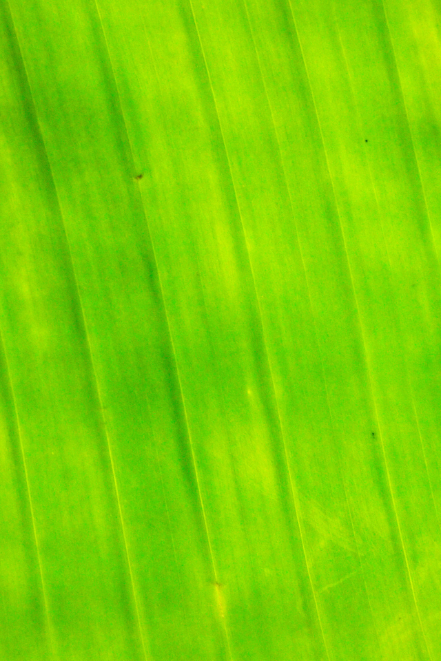 Банановый лист