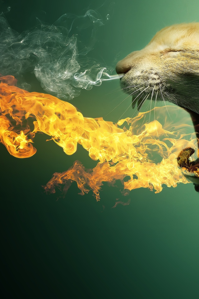 Кот в огне