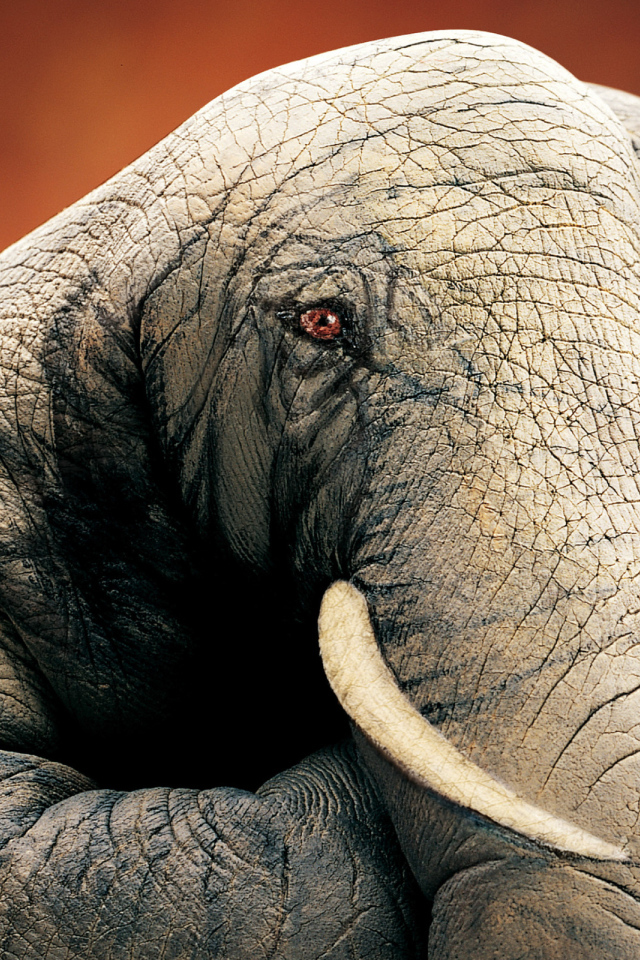 Слон ручной