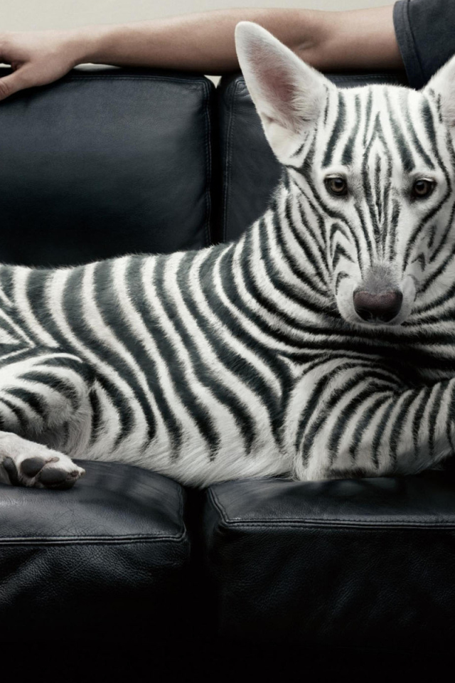 Полосатая собака