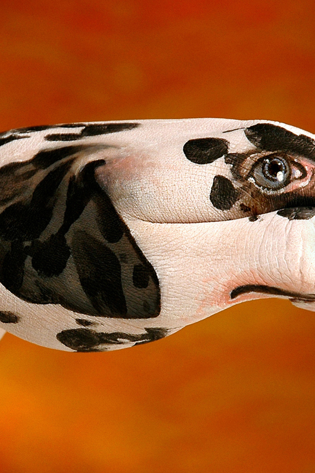 Далматинец