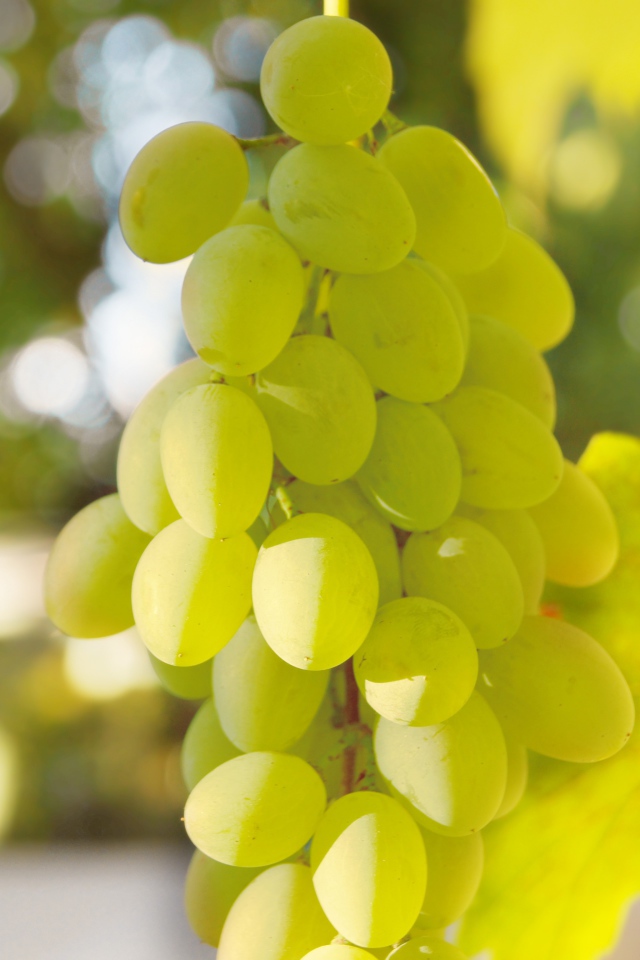 Белый виноград