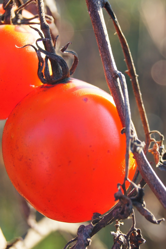 Куст с помидорами