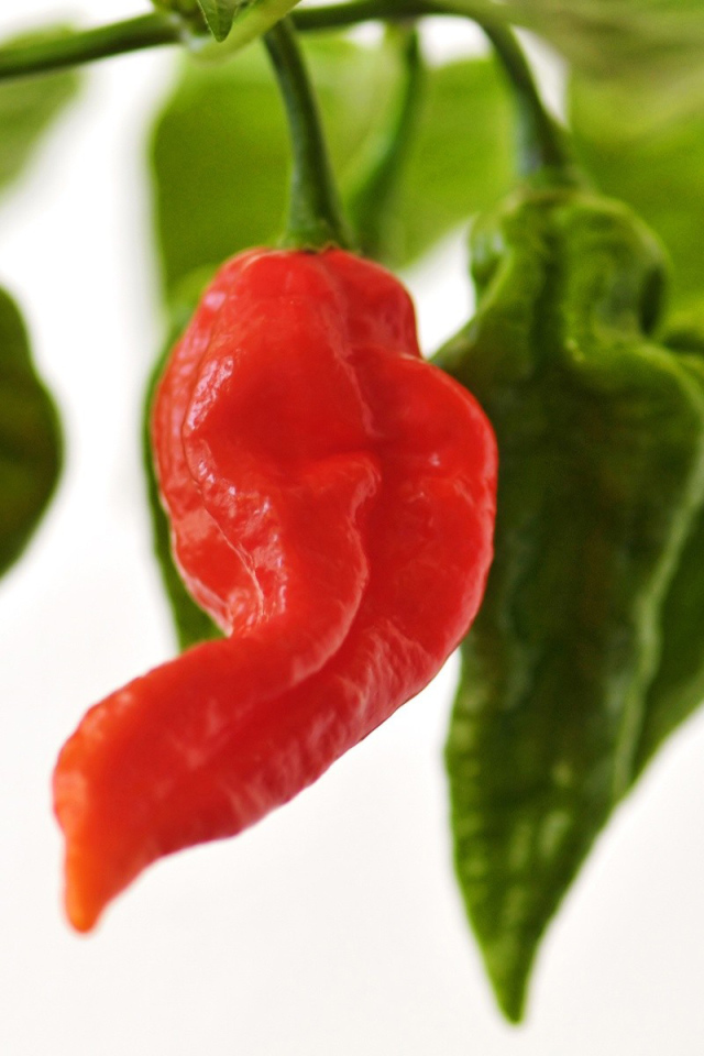 Красный перчик