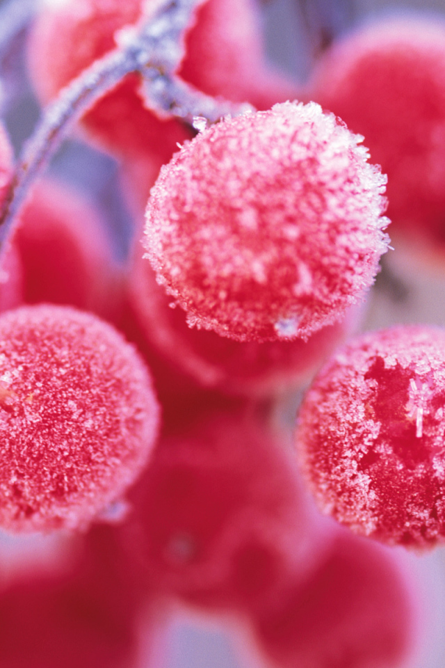 Ягода рябина