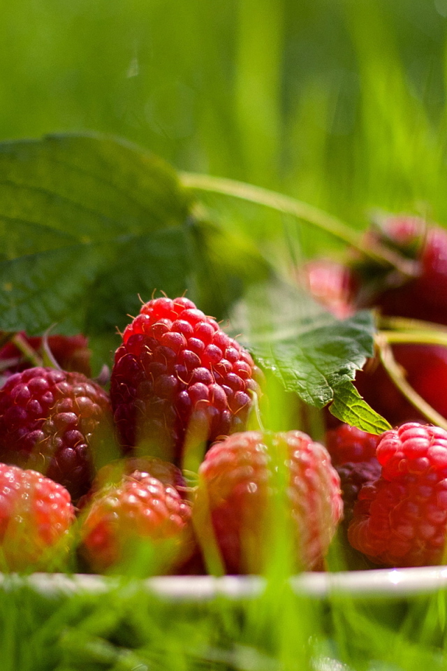 Малина обыкновенная