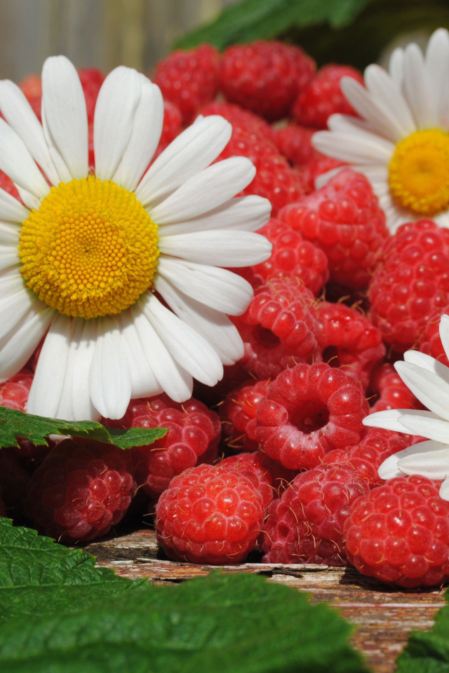 Малина и ромашки