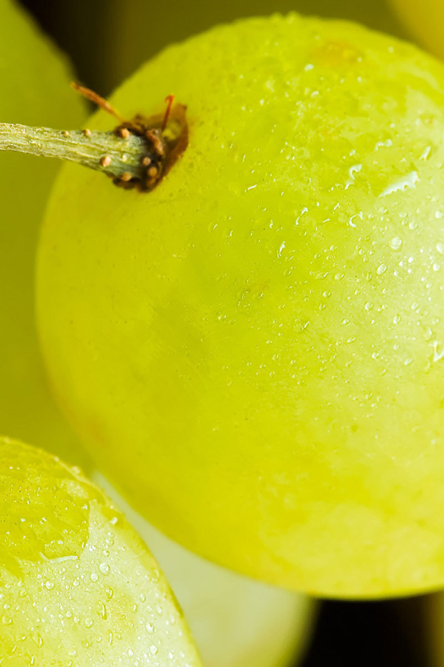 Желтый виноград