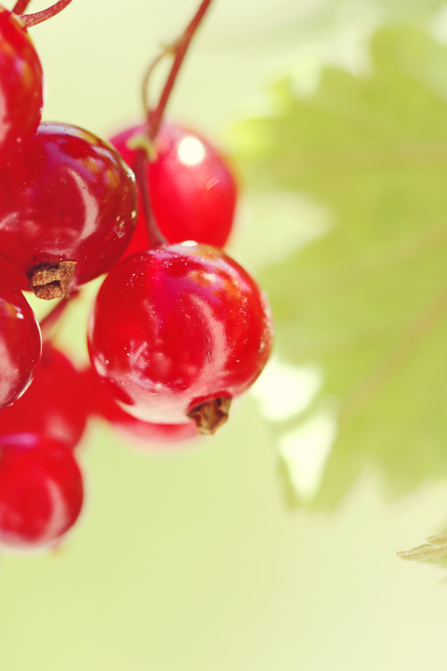 Красная смородина