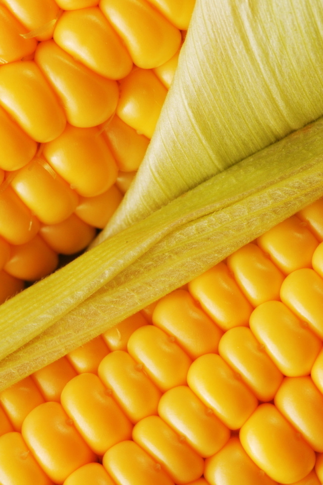 Сочная кукуруза