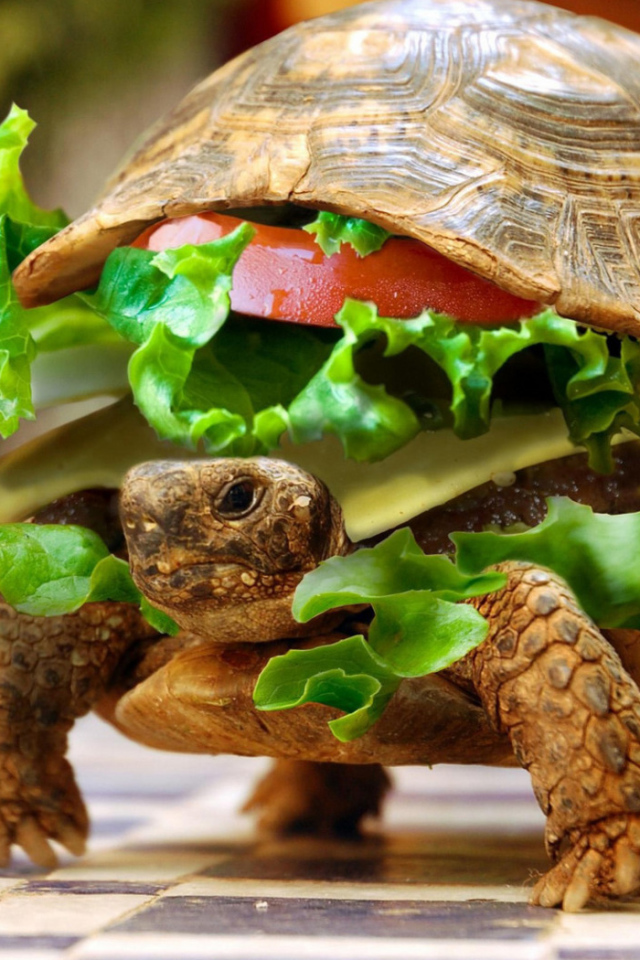 Вкусная черепаха