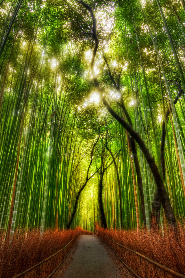 Бамбуковая чаща