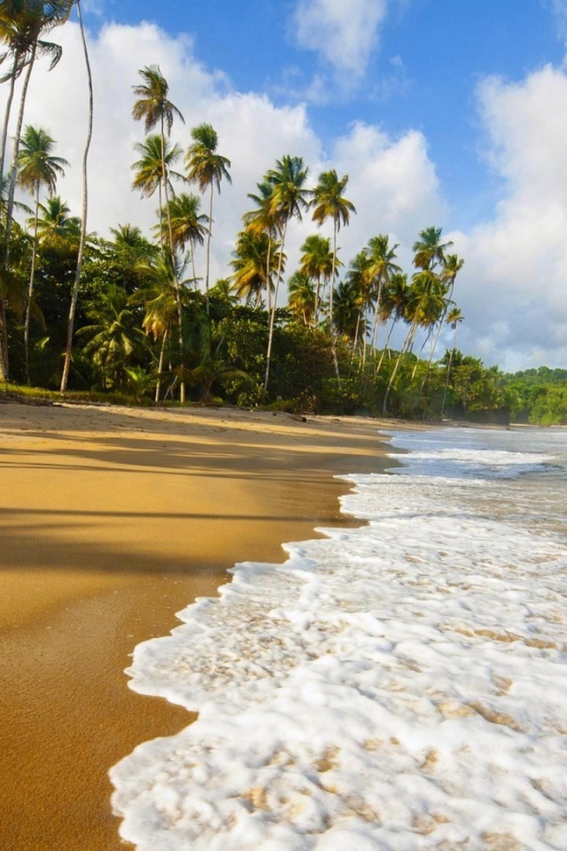 Пальмы и пляж