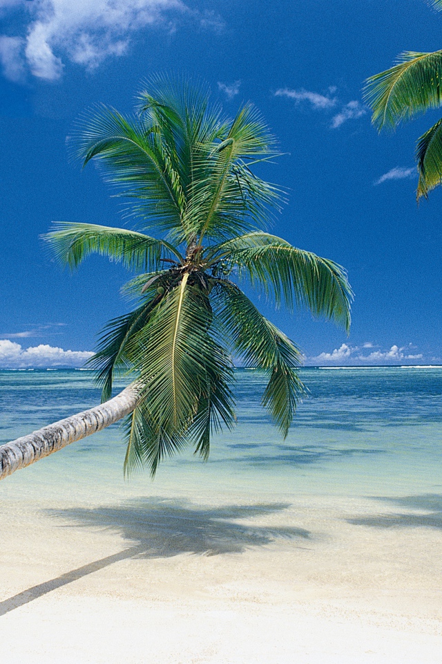 Пальмы на берегу