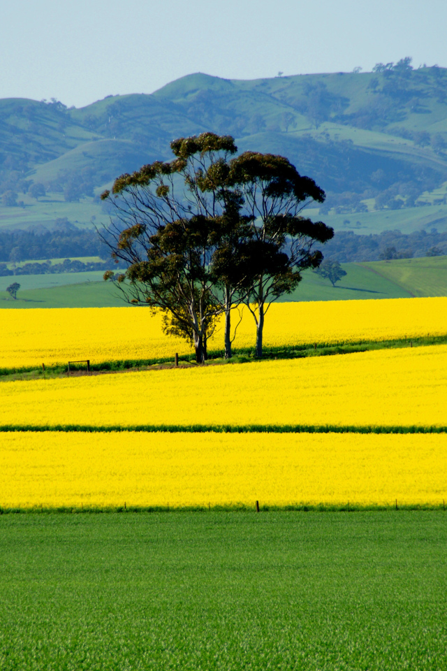 Ярко желтое поле