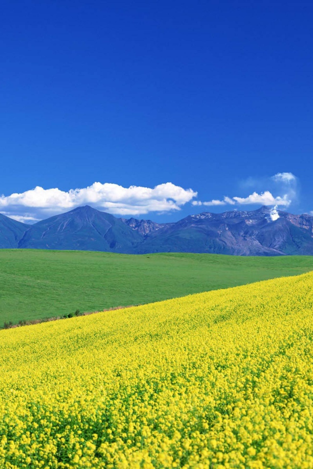 Цветочный пейзаж