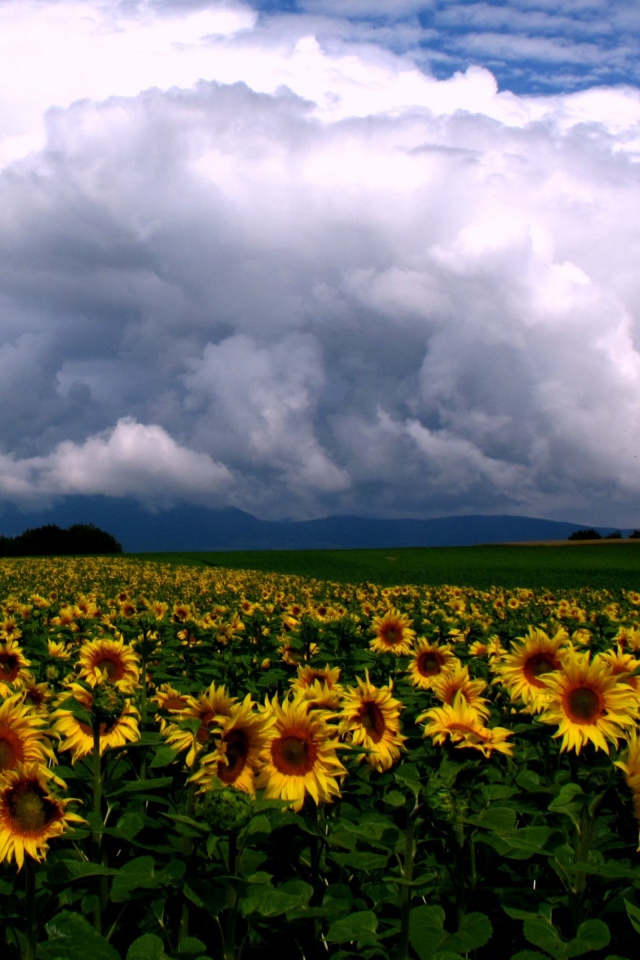 Подсолнухи и облака