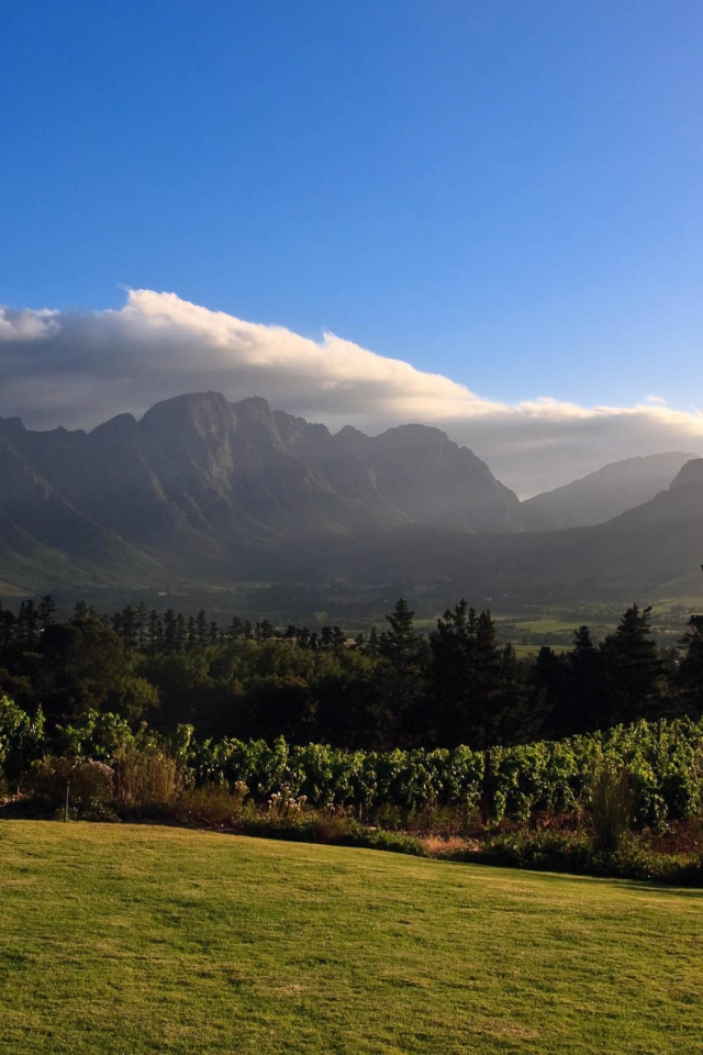 Виноградники