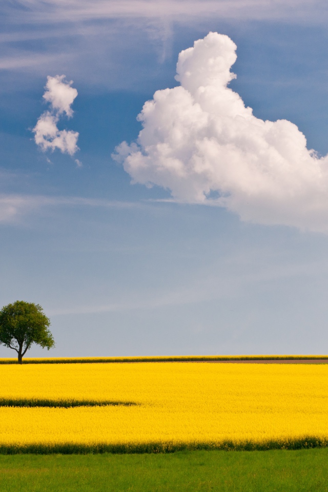Желтое поле и дерево