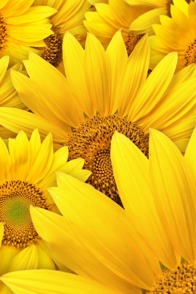 Большие цветы подсолнуха