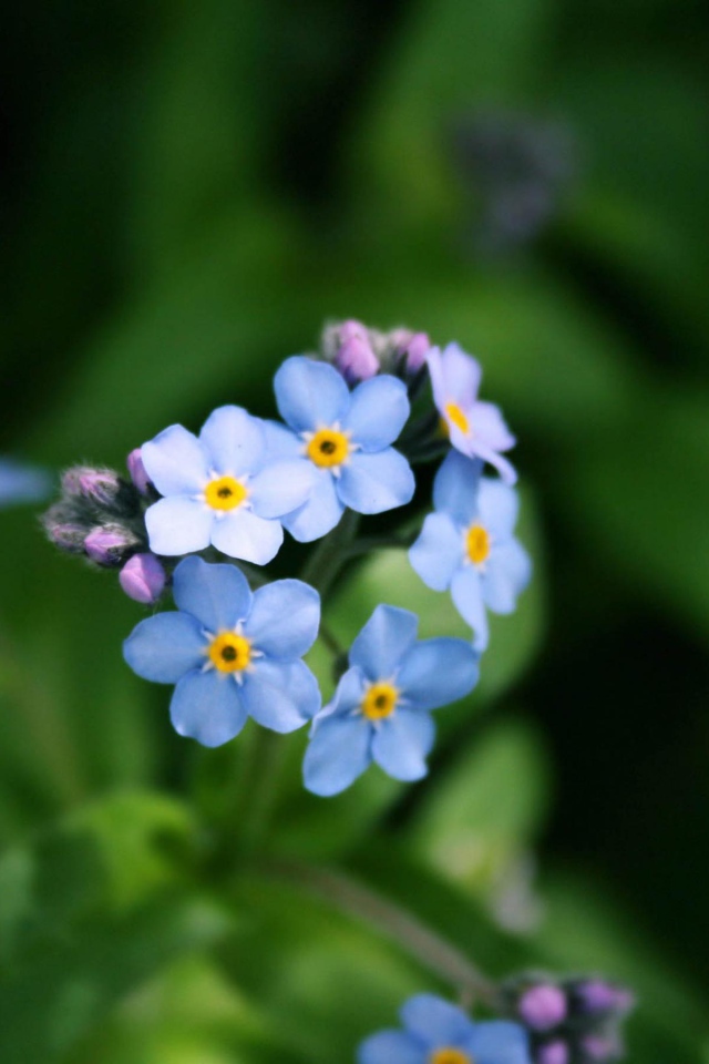 Голубой букет