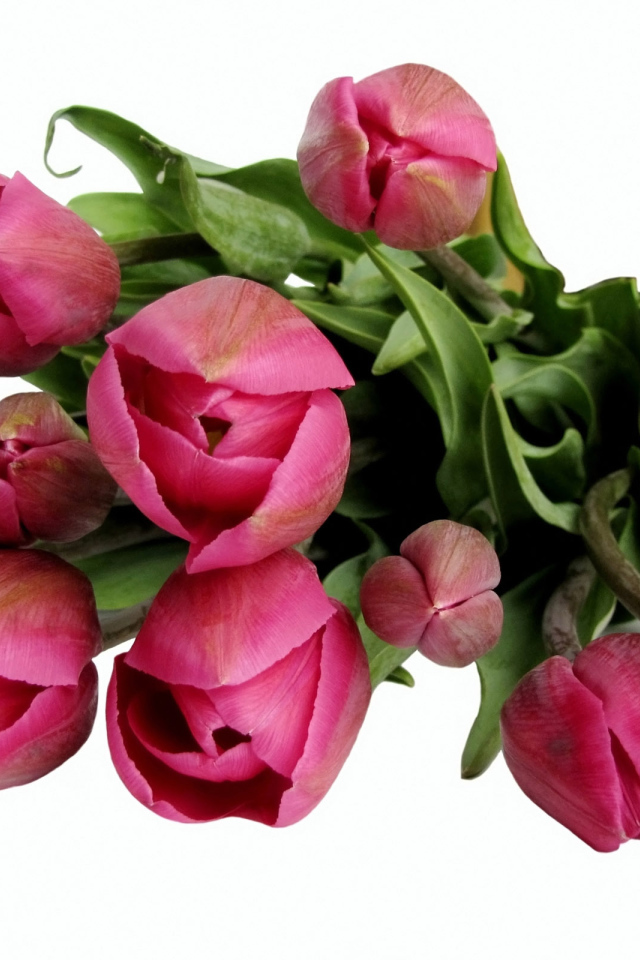 Бордовые тюльпаны