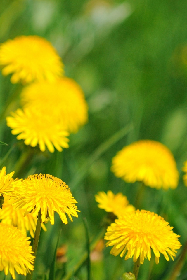 Ромашка в траве