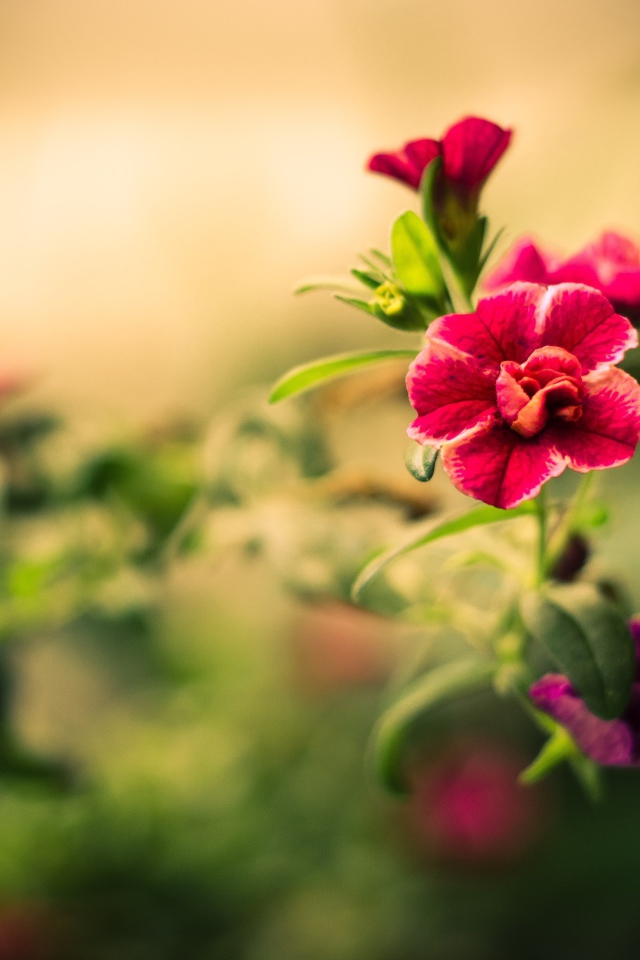 Божественный цветок