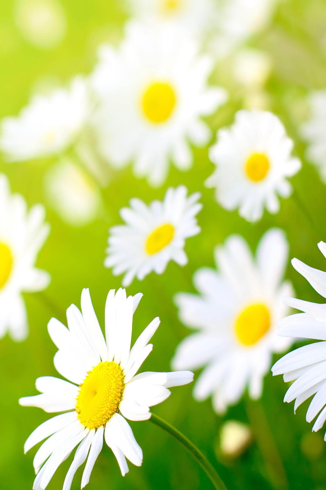 Полевые ромашки