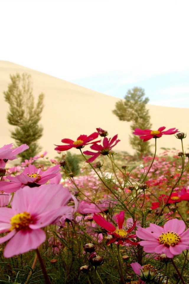 Цветы в пустыне