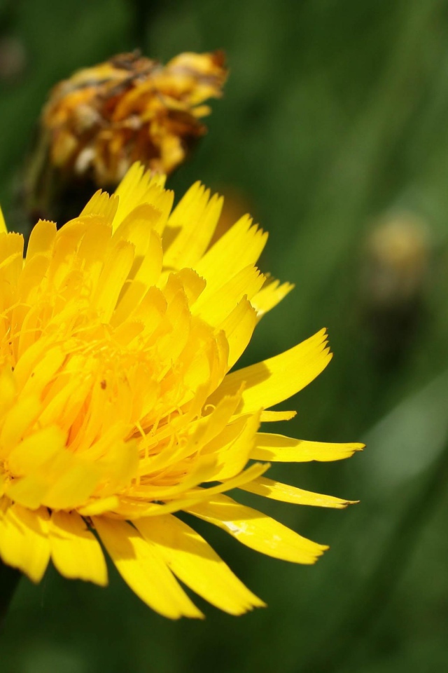 Золотой одуванчик