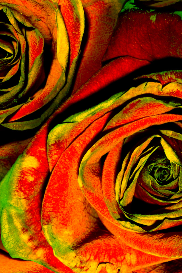 Зелено-красные розы