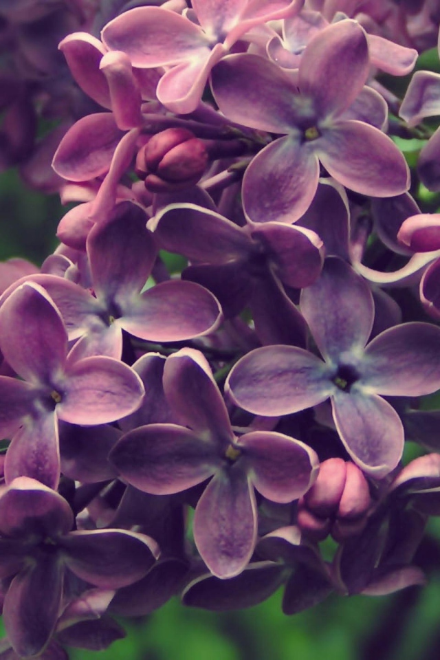 Куст сирени