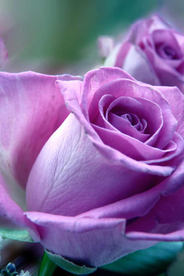 Сиреневая роза