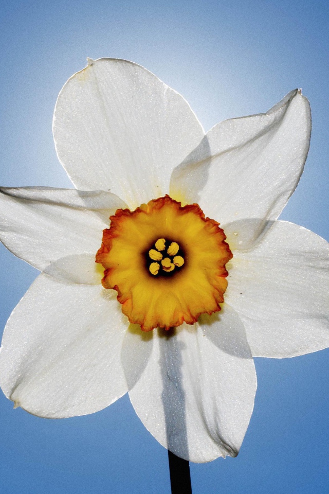 Нарцисс и небо