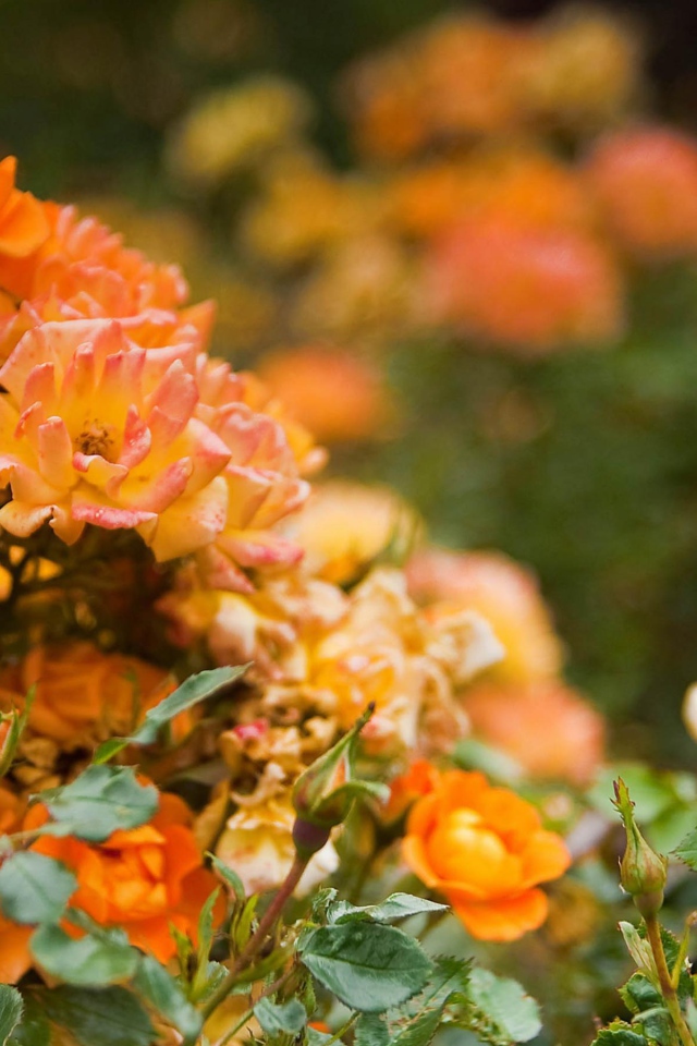 Оранжевые розы