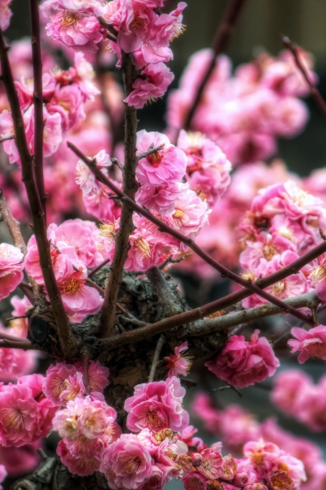 Цветы сакуры