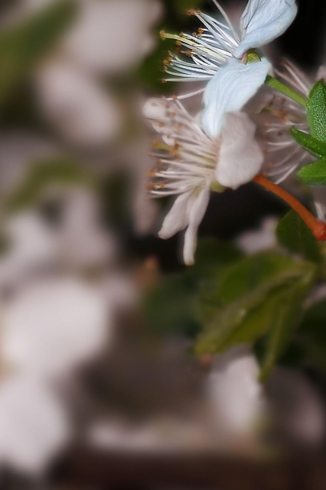 Белоснежный цветок 