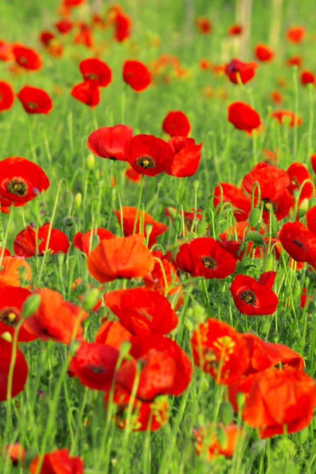 Поле красных маков