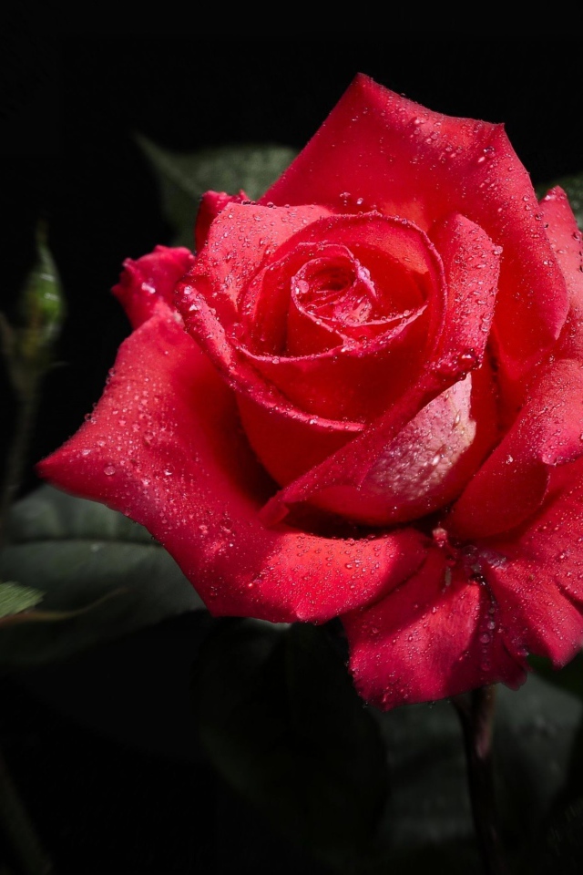 Роза в капельках росы