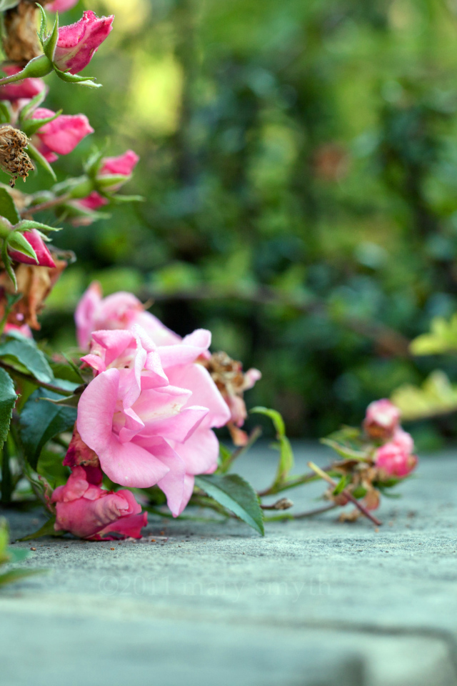 Розовый куст