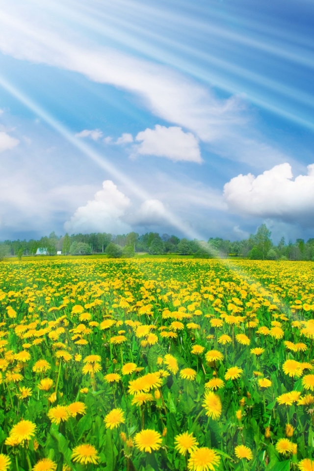 Солнечные одуванчики