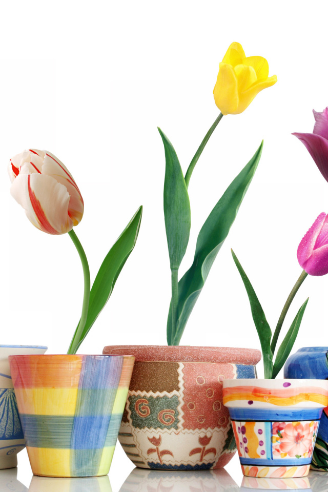 Тюльпаны в горшочках