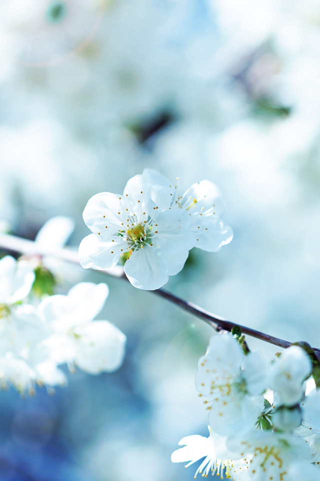 Белые цветы вишни