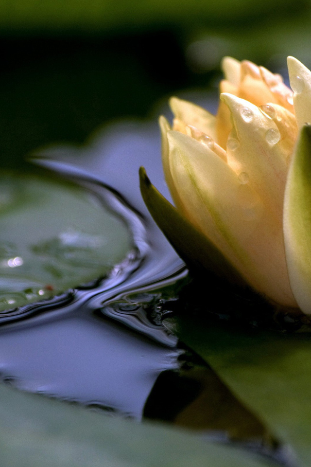 Белая лилия