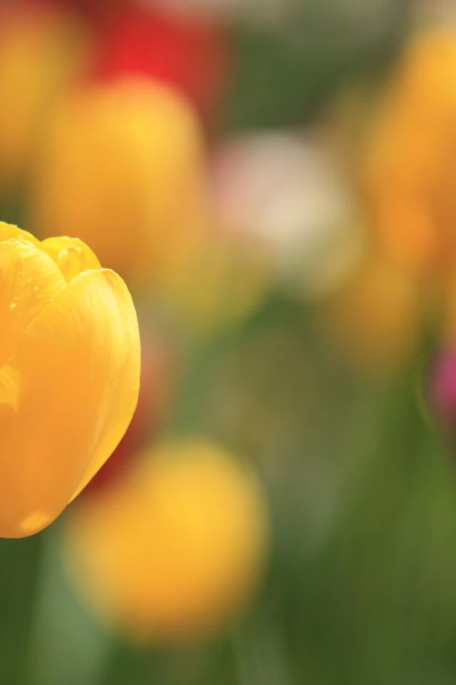 Желтый тюльпан