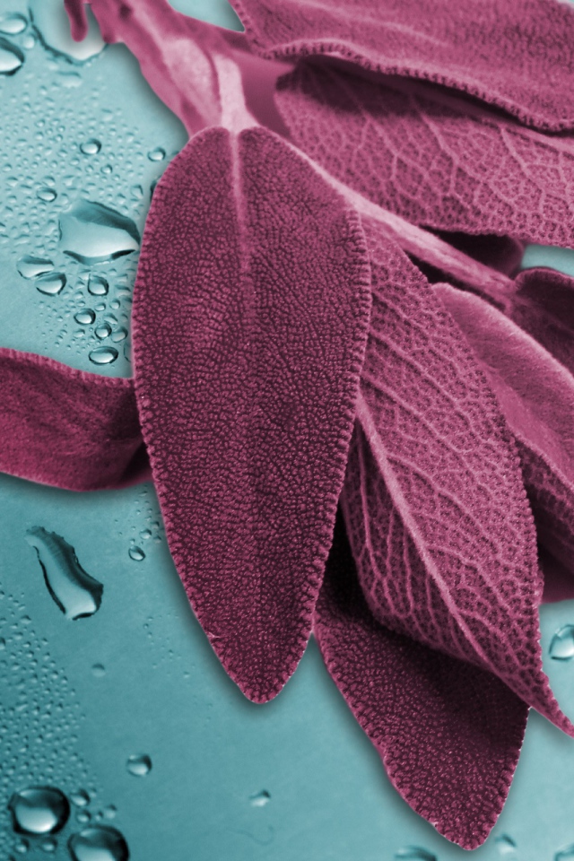 Листья на мокром стекле