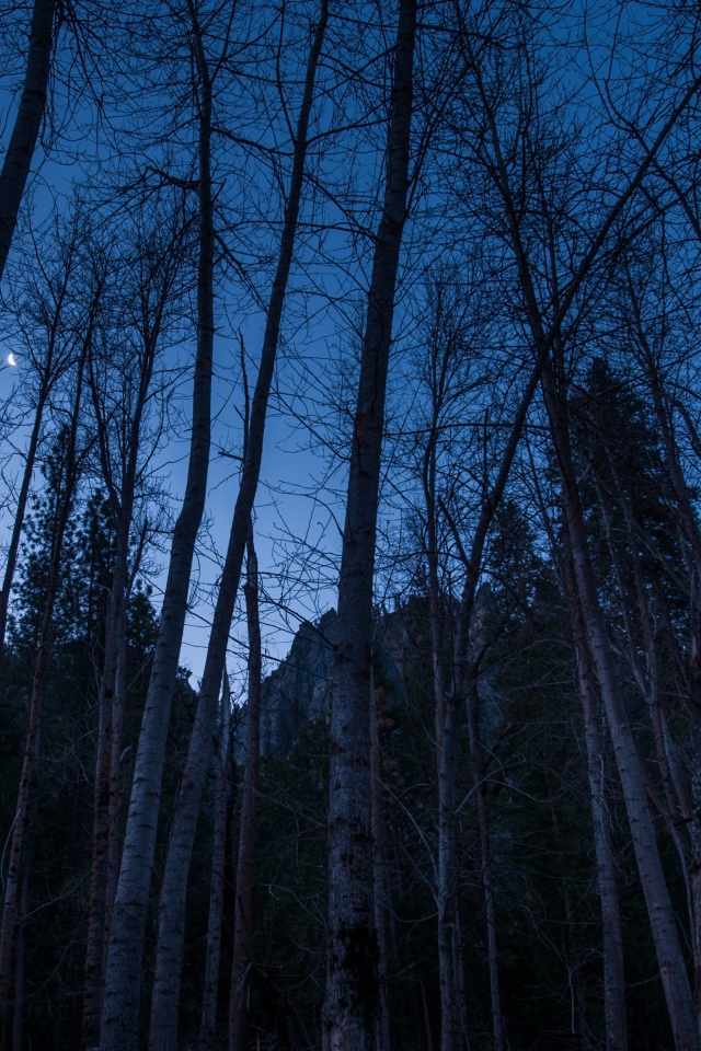Наступление ночи в лесу