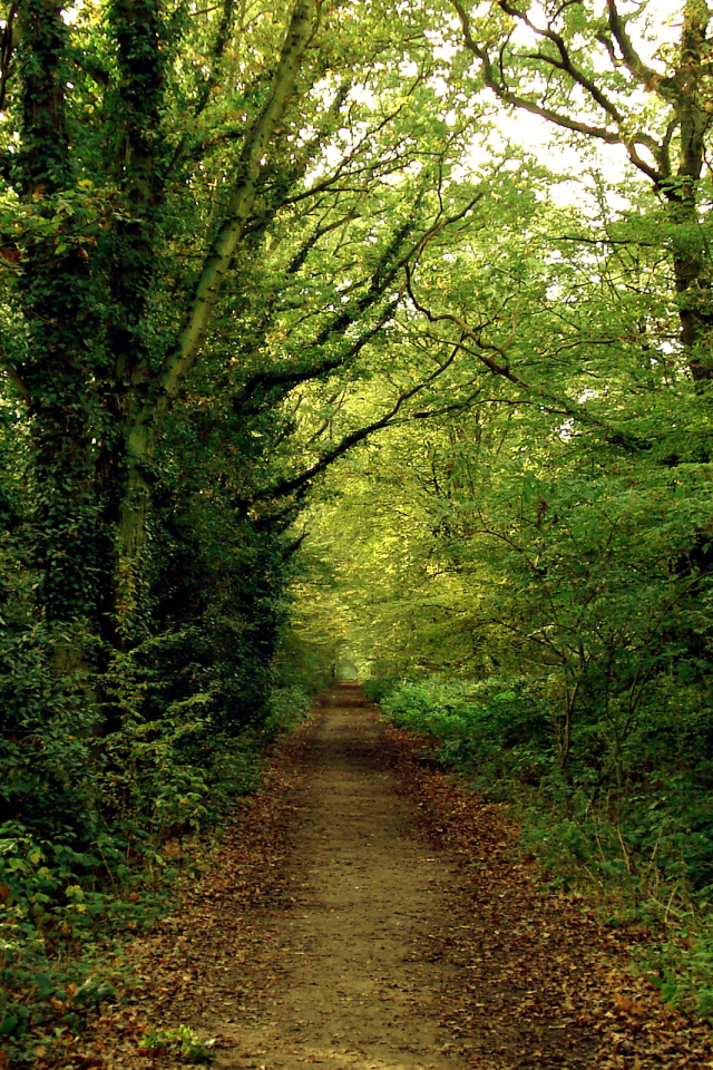Тропинка в зеленом лесу